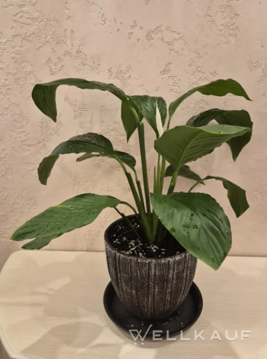 Spathiphyllum