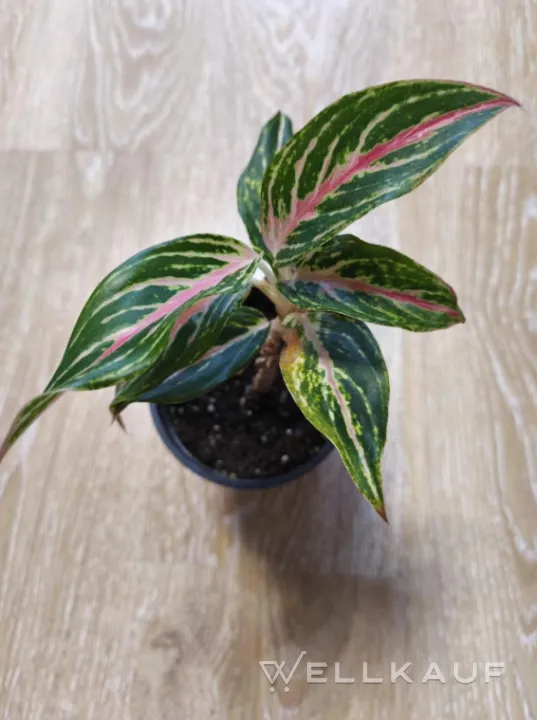 Aglaonema