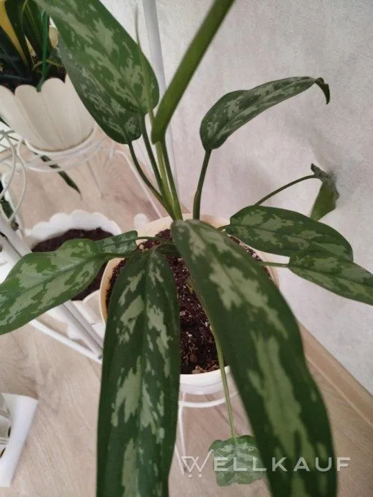 Aglaonema, Pilea, Peperomie.