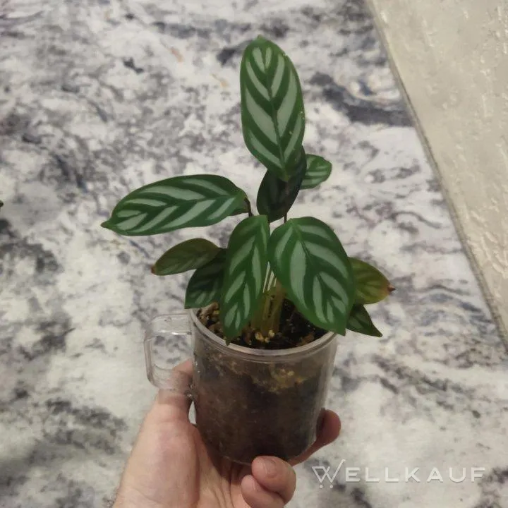 Calathea Ctenanthe Ableger