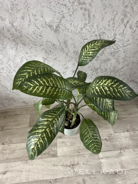 Dieffenbachia