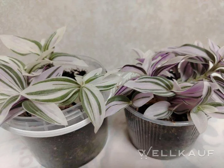 Tradescantie