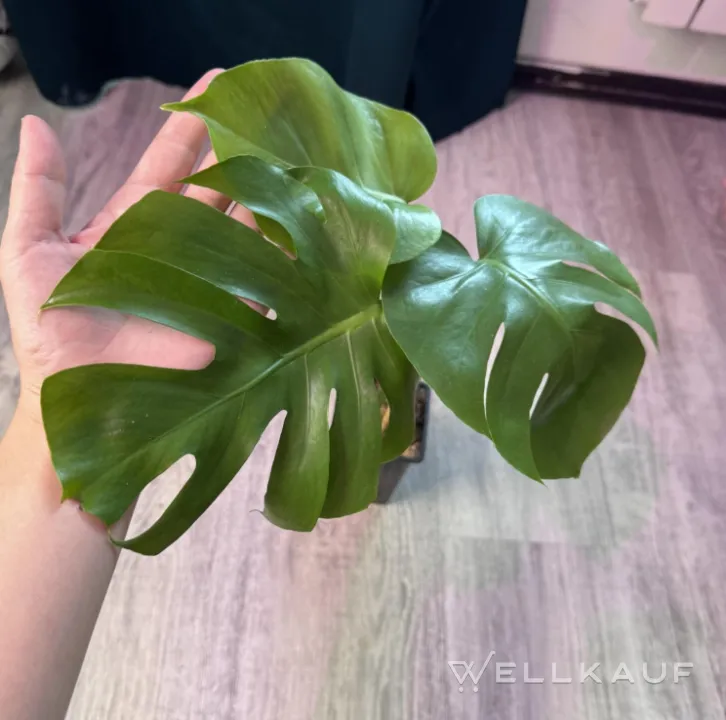 Monstera