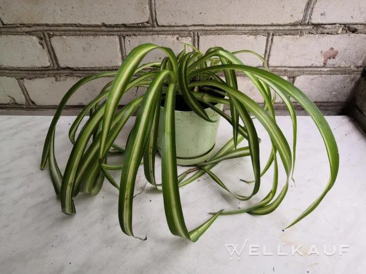 Chlorophytum