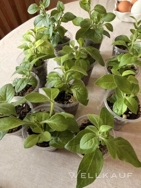 Verkaufe Petunien-Setzlinge