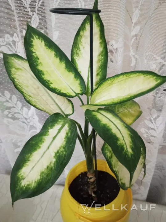 Dieffenbachia