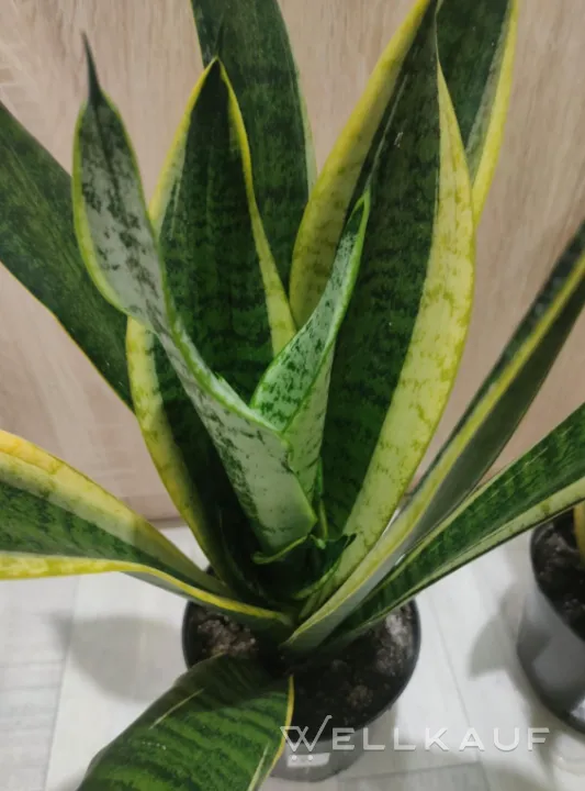 Sansevieria