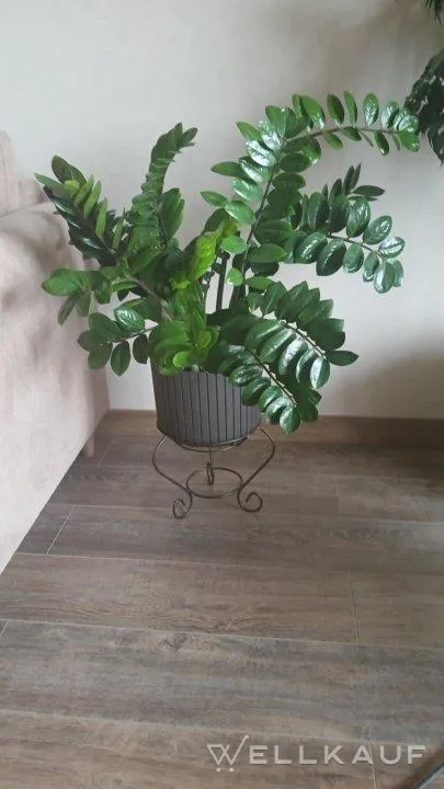 Zamioculcas 
