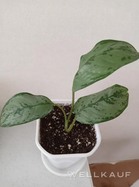 Aglaonema