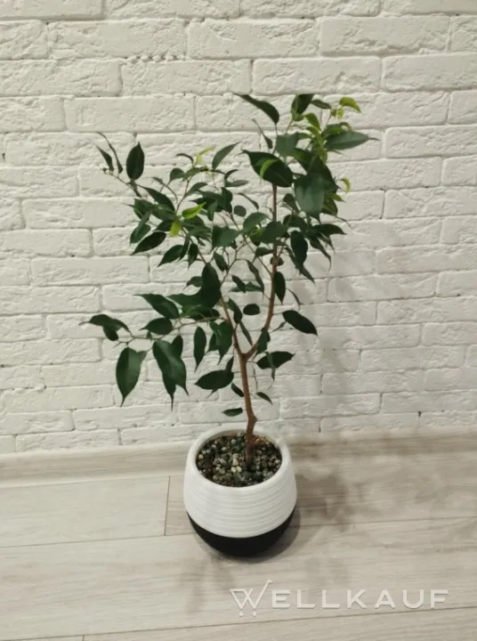 Ficus