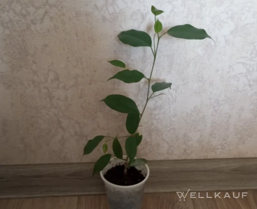 Ficus