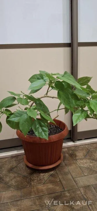 Hibiskus