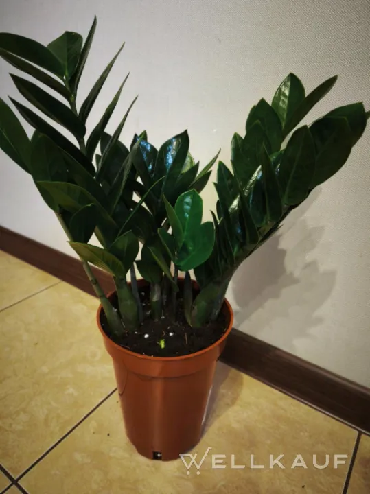 Zamioculcas