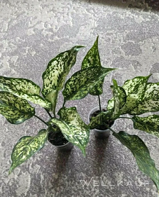 Agloanema