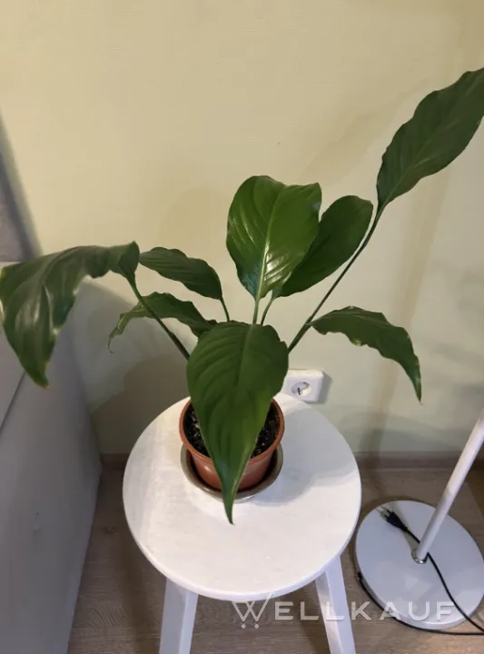 Spathiphyllum