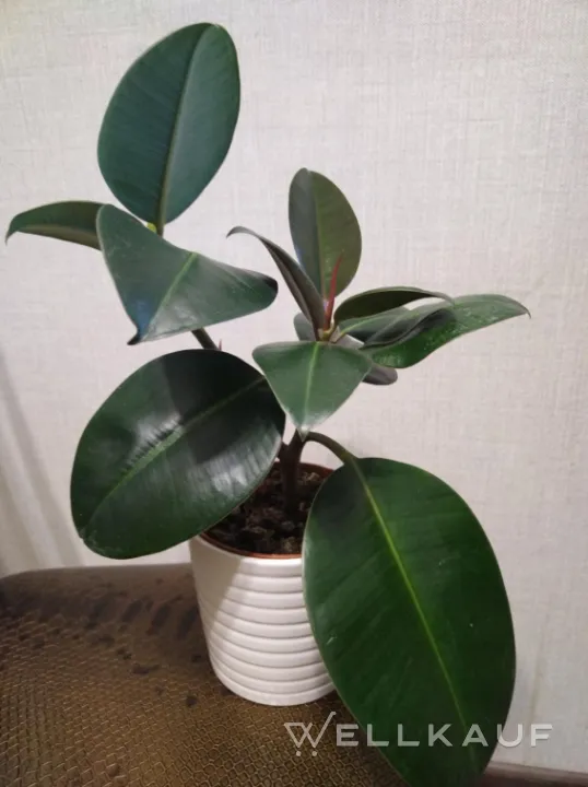 Ficus