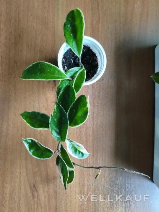 Hoya Crimson Queen