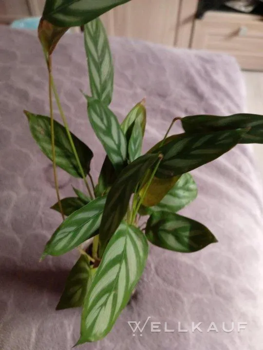 Calathea