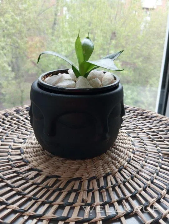 Sansevieria