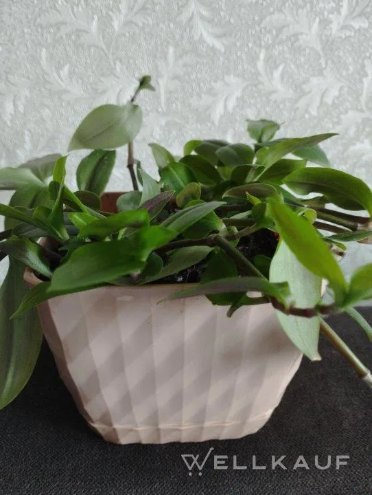 Tradescantia