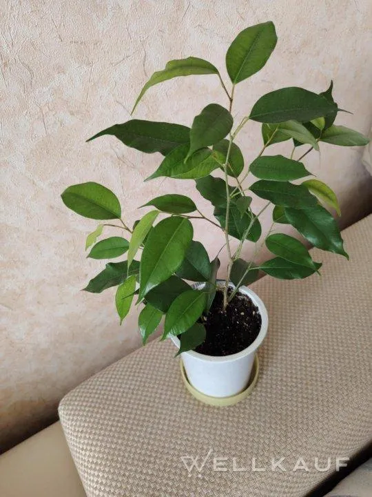 Ficus Benjamini