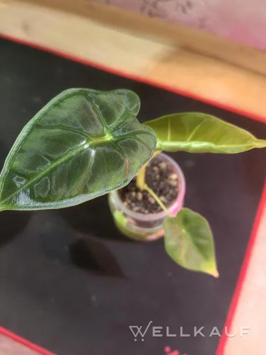 Alocasia