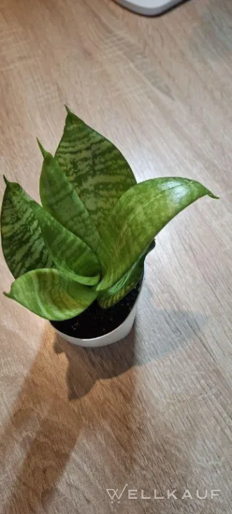 Sansevieria