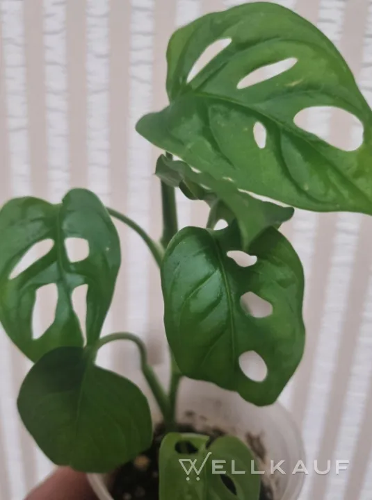 Monstera