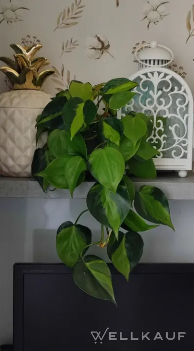 Philodendron
