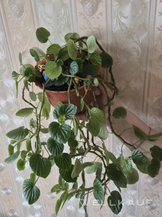 Peperomia