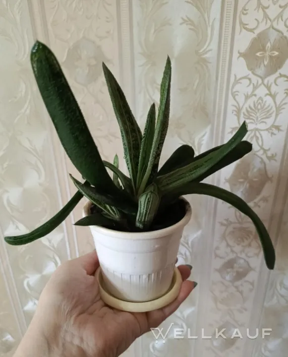Gasteria