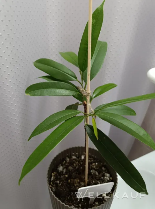 Ficus