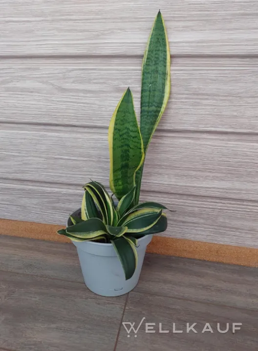 Sansevieria
