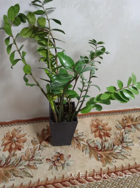 Zamioculcas