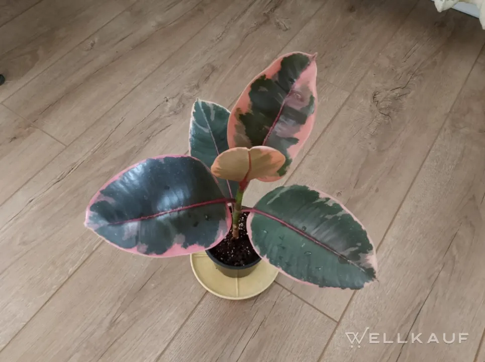 Ficus elastica Ruby