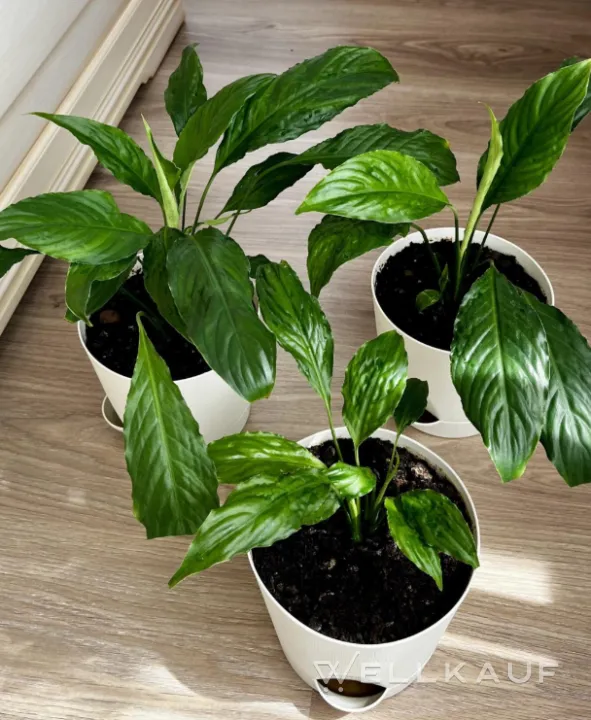 Spathiphyllum