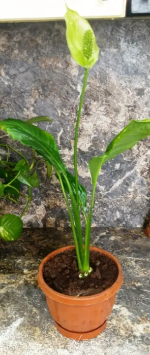 Spathiphyllum