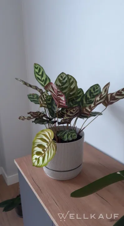 Calathea