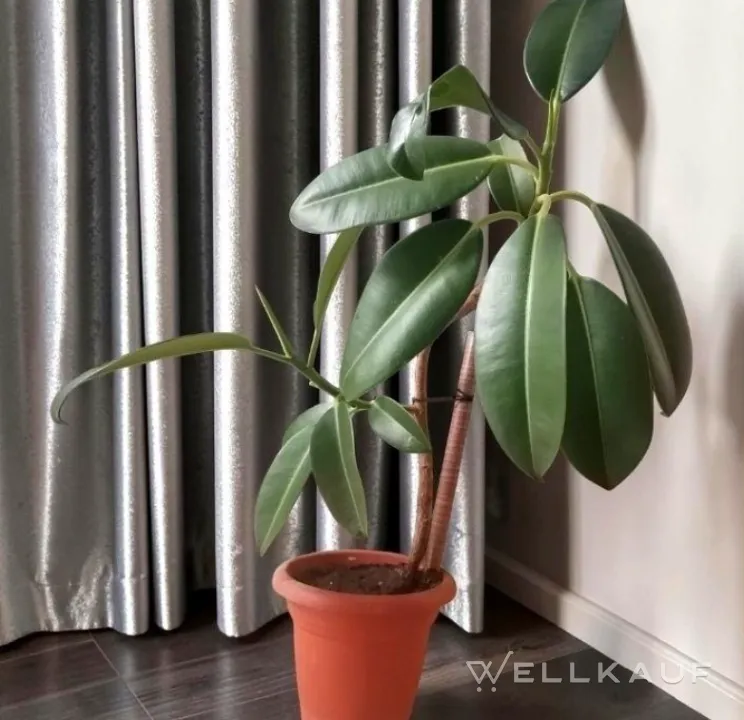 Ficus