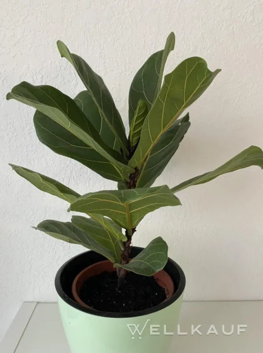 Ficus Lyrata