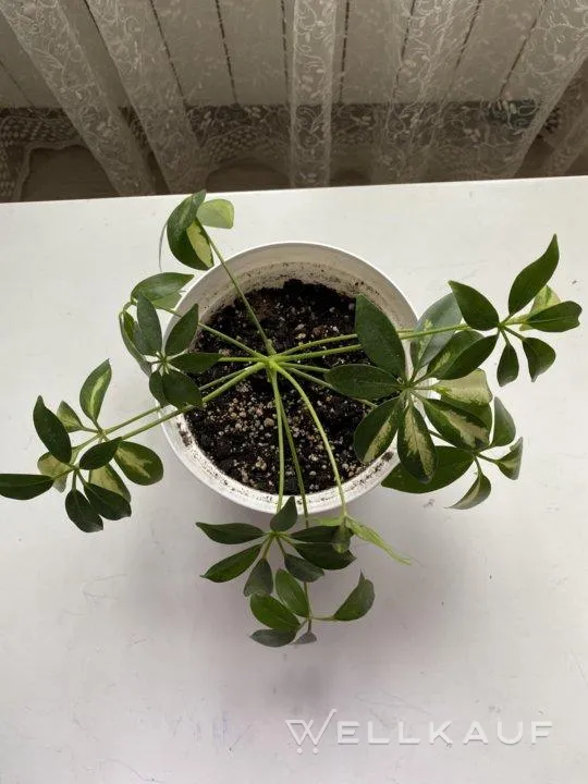 Schefflera 