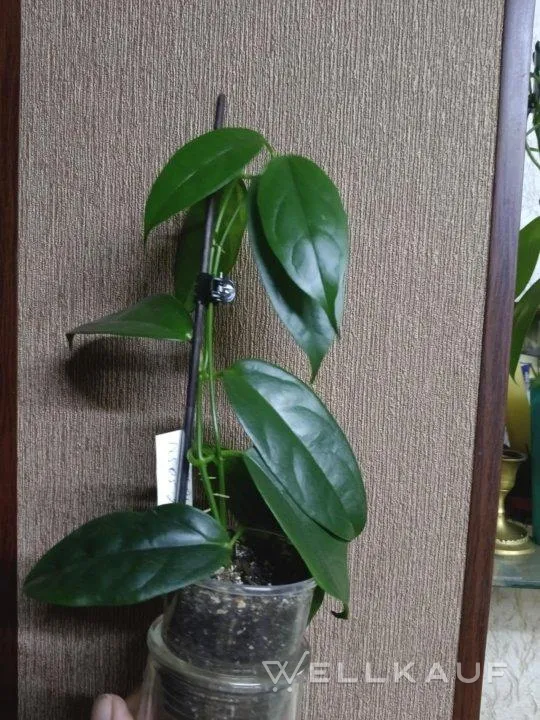 Hoya halconensis