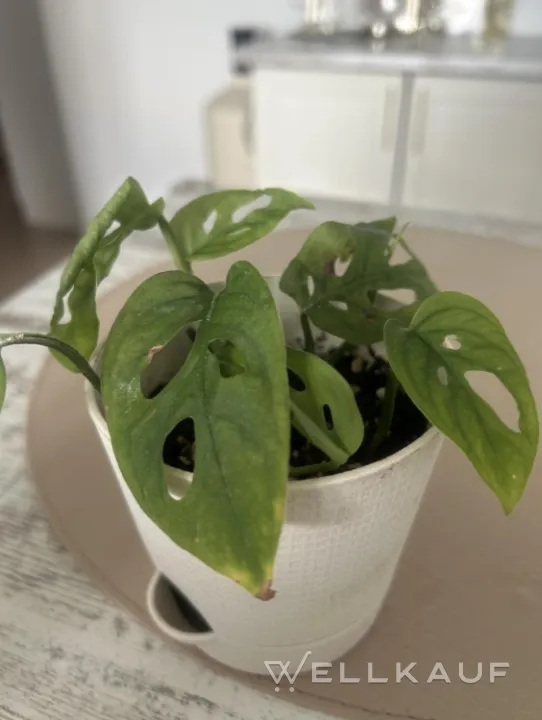 Monstera
