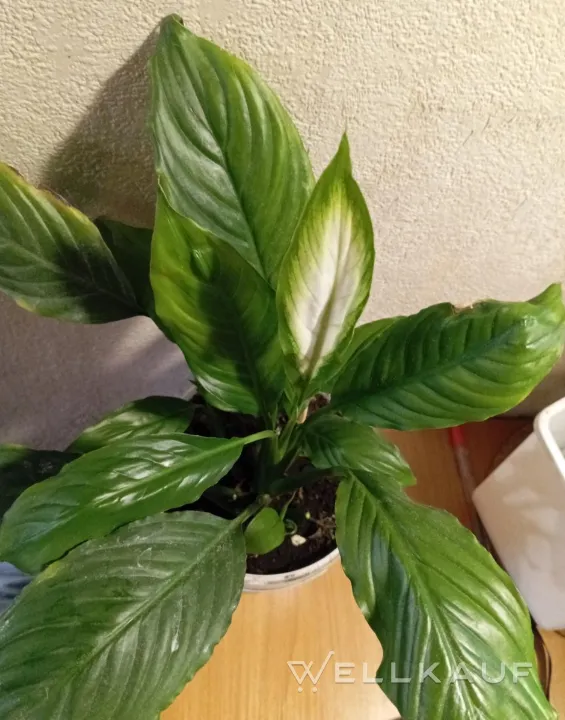 Spathiphyllum