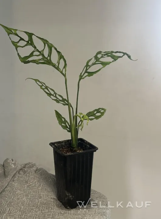Monstera