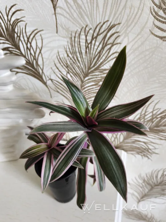 Tradescantia