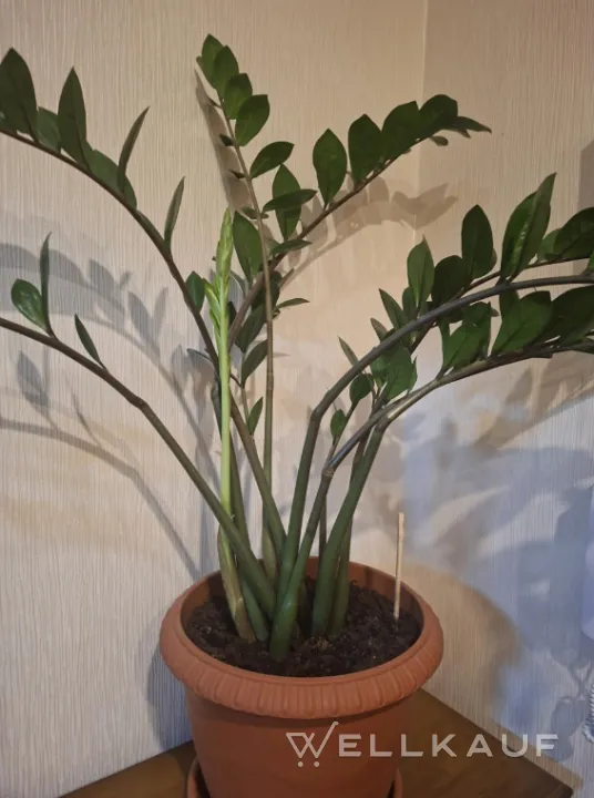 Zamioculcas