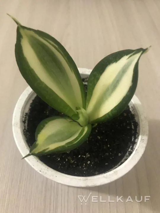 Sansevieria 