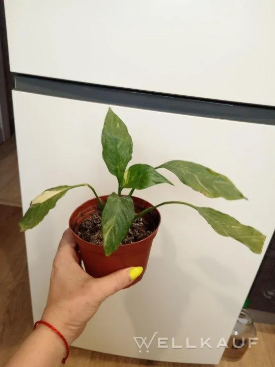 Spathiphyllum 