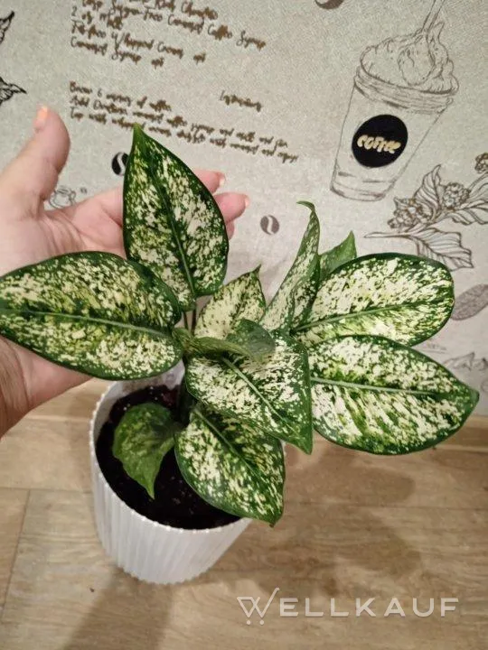 Aglaonema 'First Diamond'